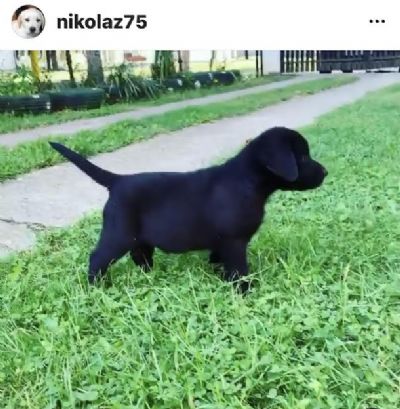 Labrador tenci, vrhunskog porekla